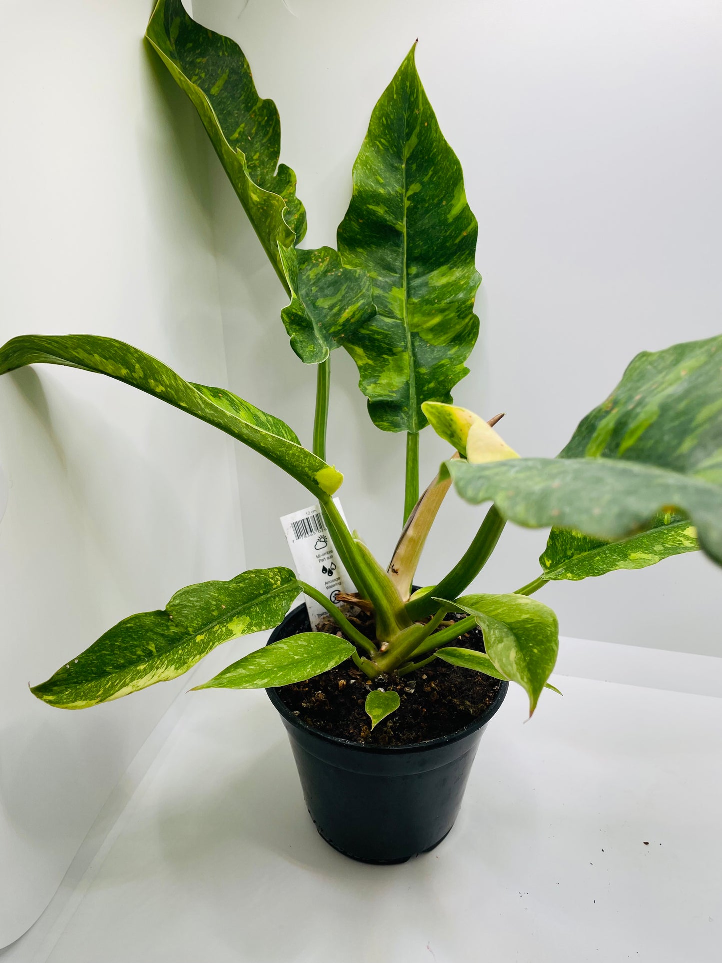 Philodendron Ring of Fire