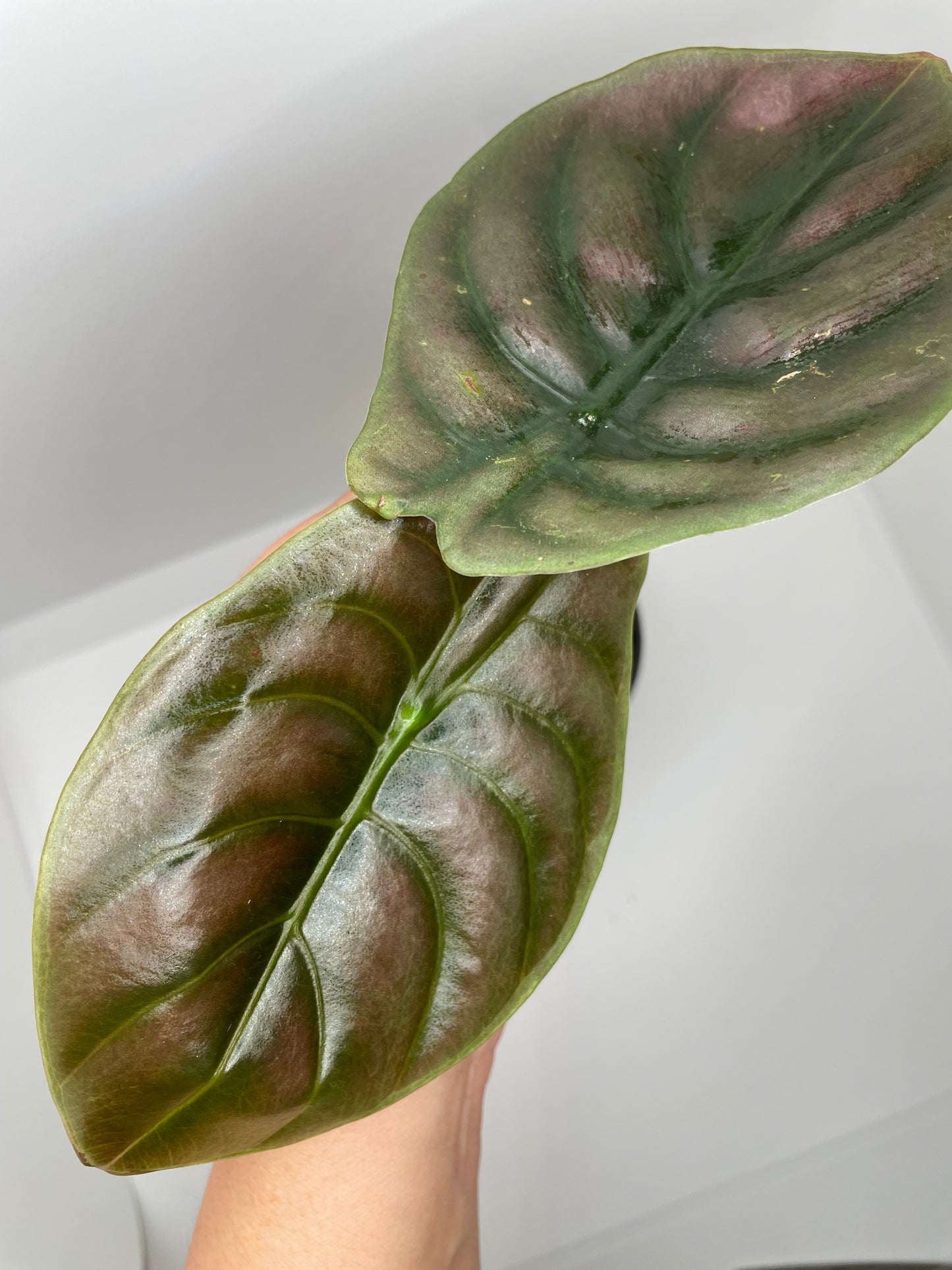 Alocasia Red Secret