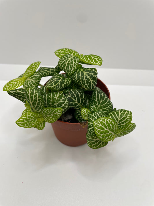 Fittonia