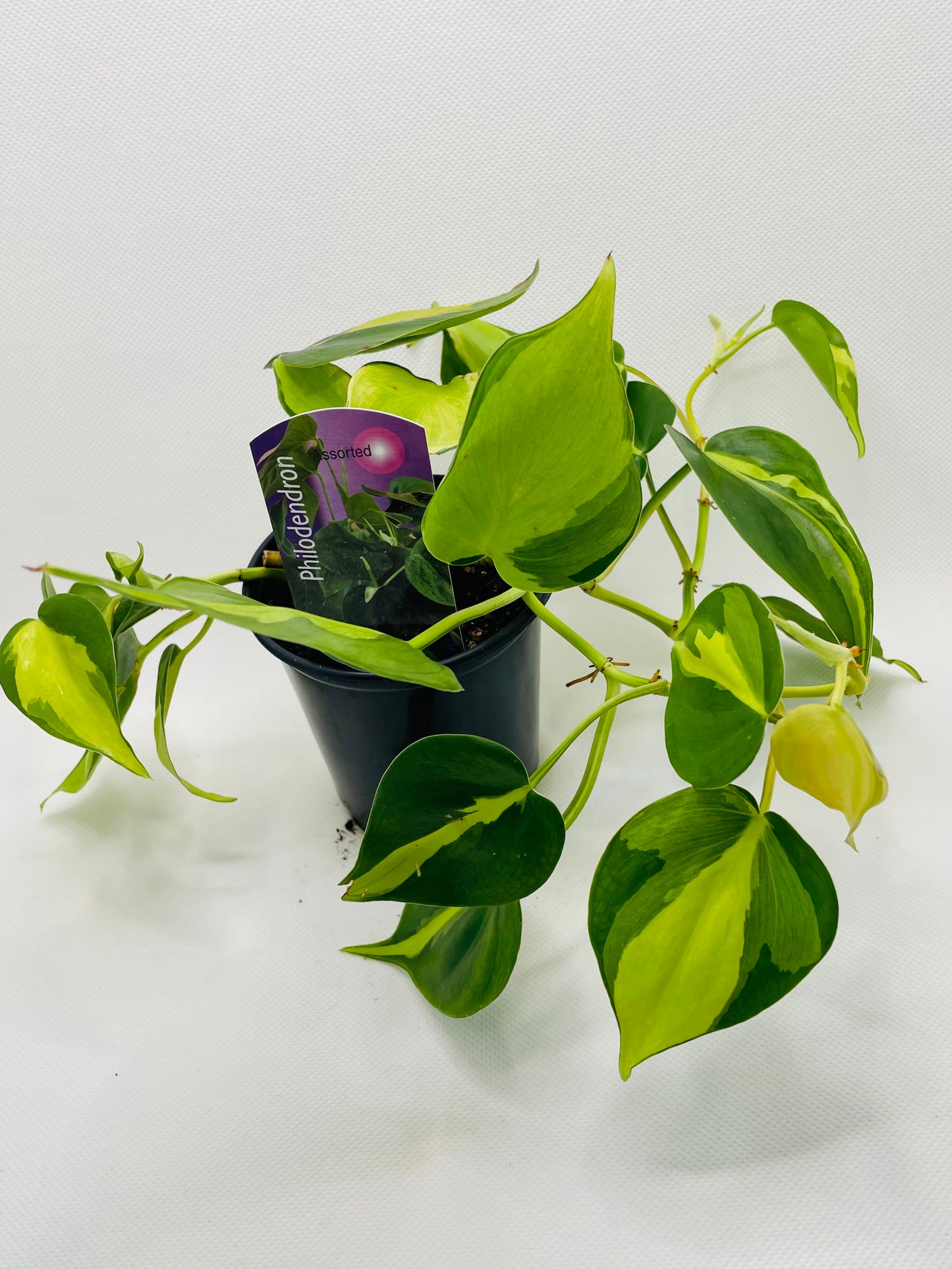 Philodendron Brazil 4” pot