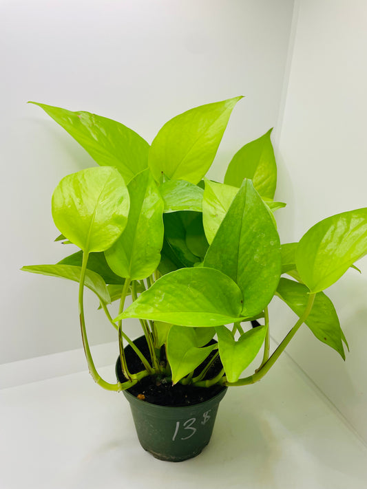 Neon Pothos