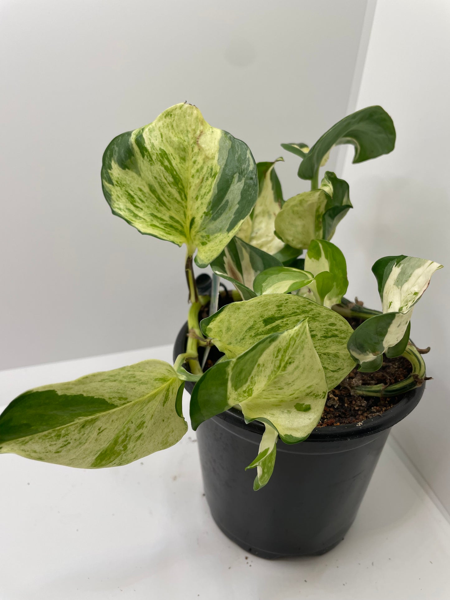 Manjula Pothos