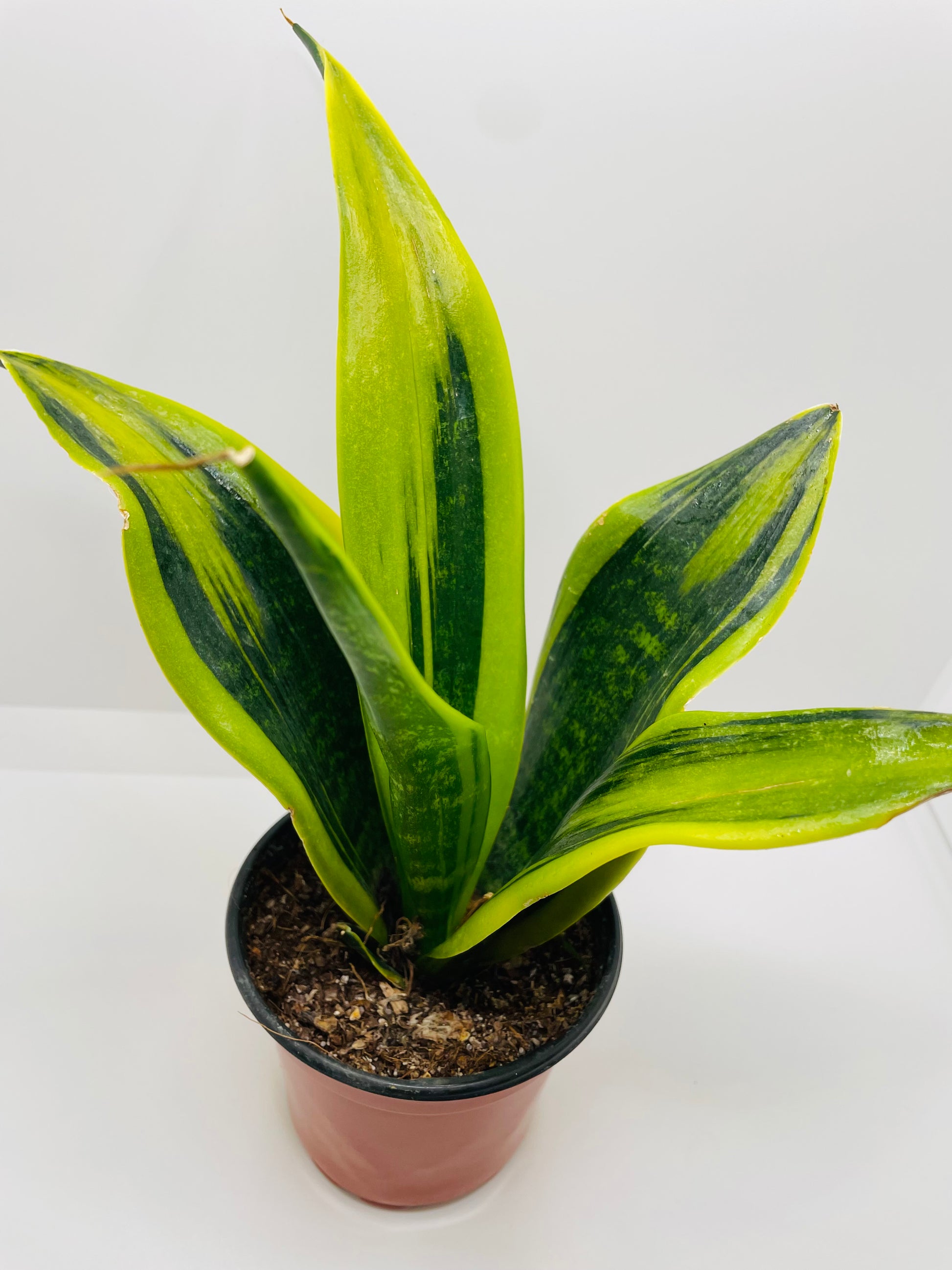 la sansevieria Sansevieria Gold Flame – La Petite Serre