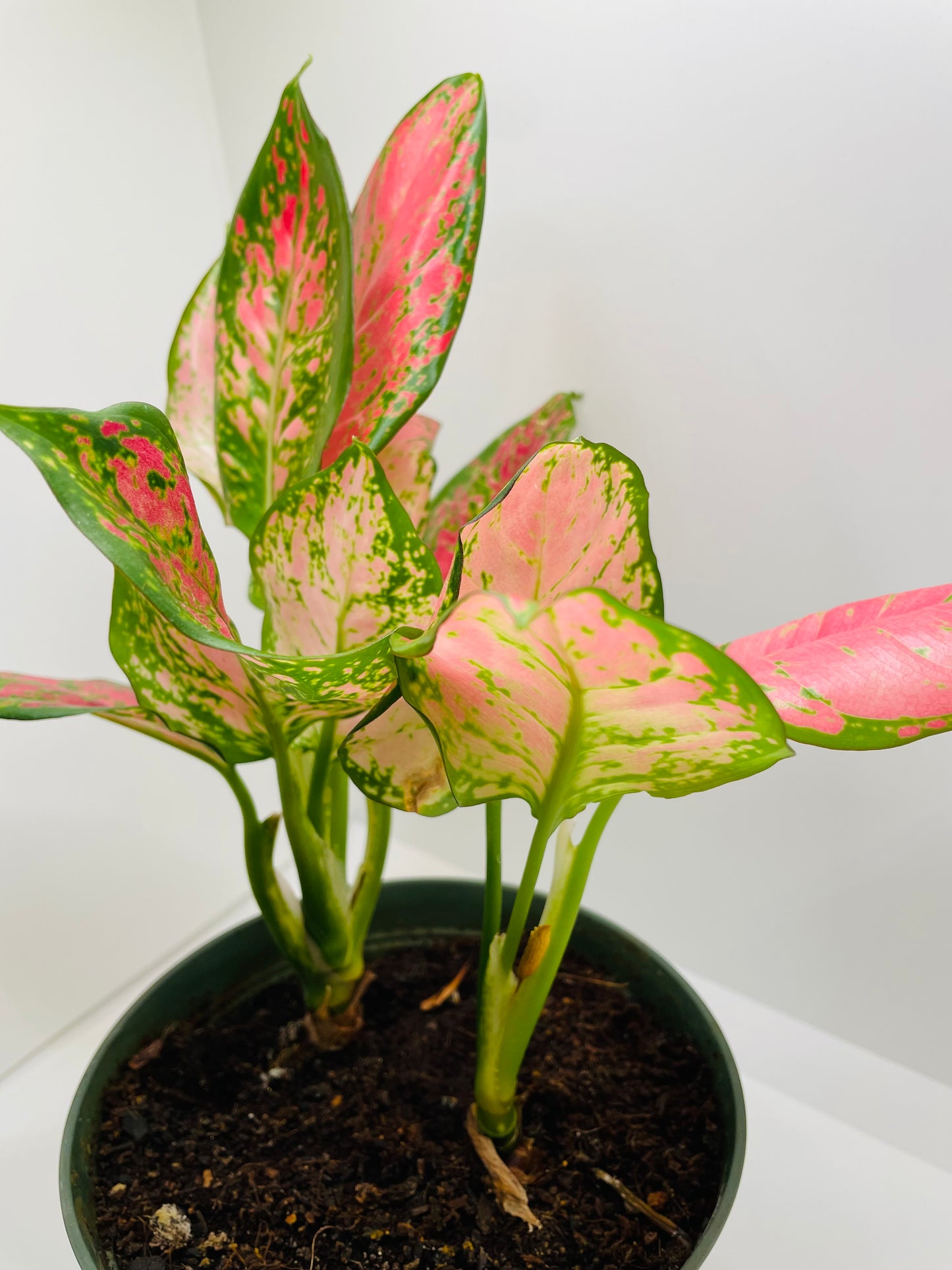 Aglaonema Red/Pink