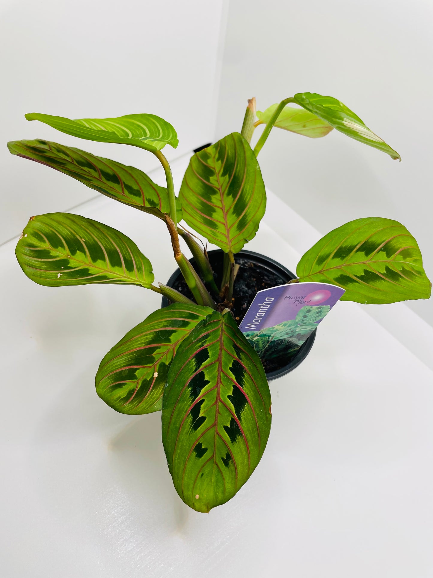 Maranta