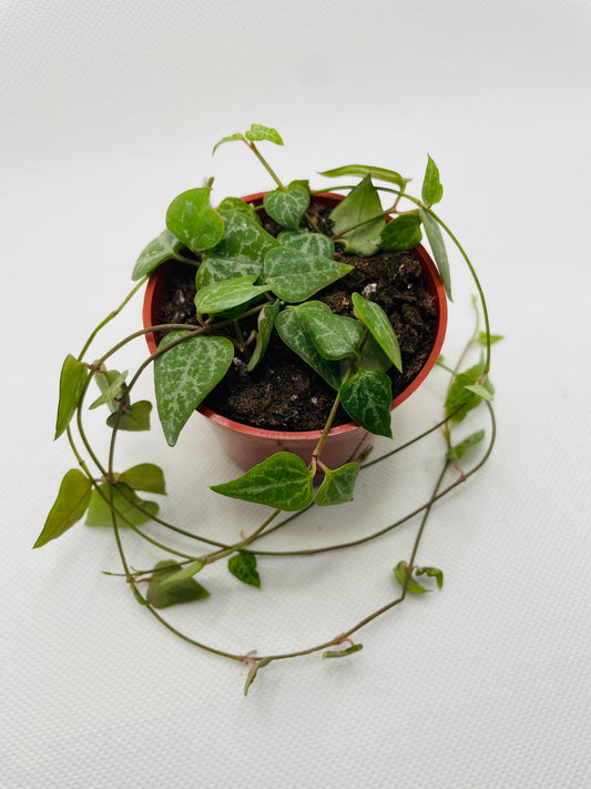 String of Spades 3” pot