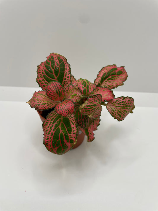 Fittonia