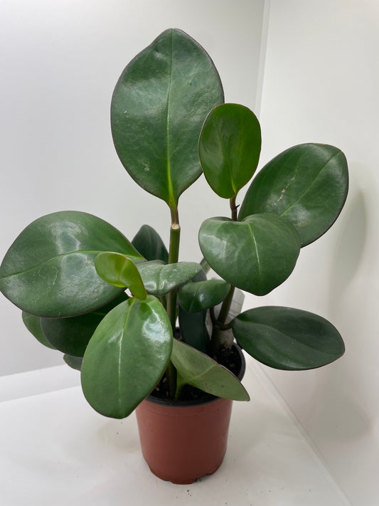 Peperomia Obtusifolia