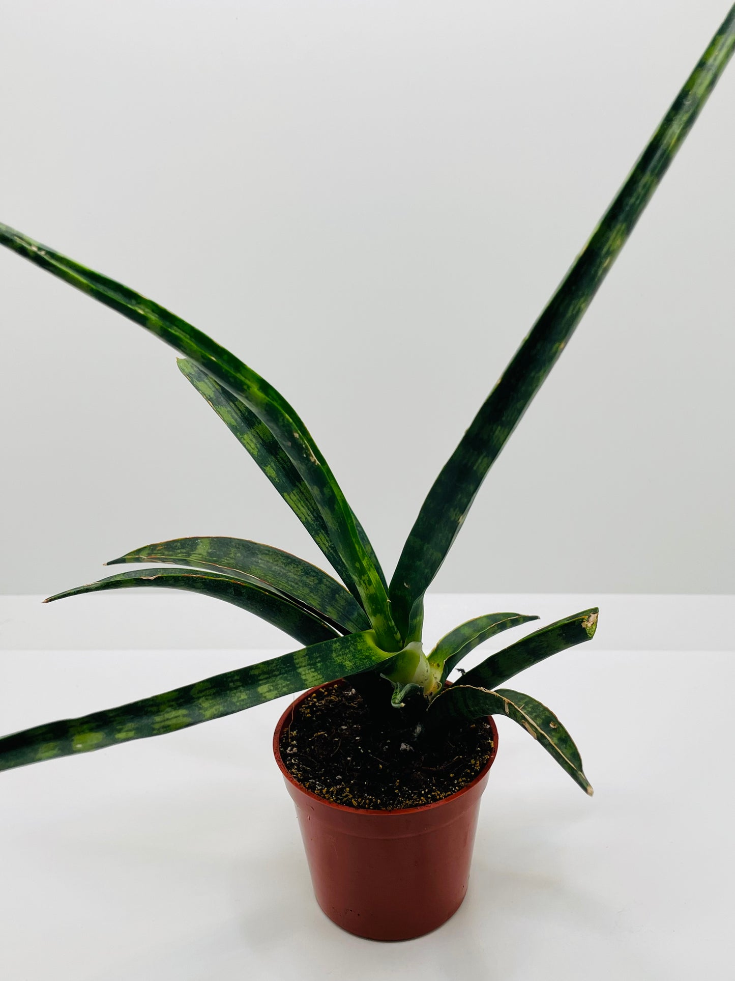 Sansevieria Fernwood Natural Shape