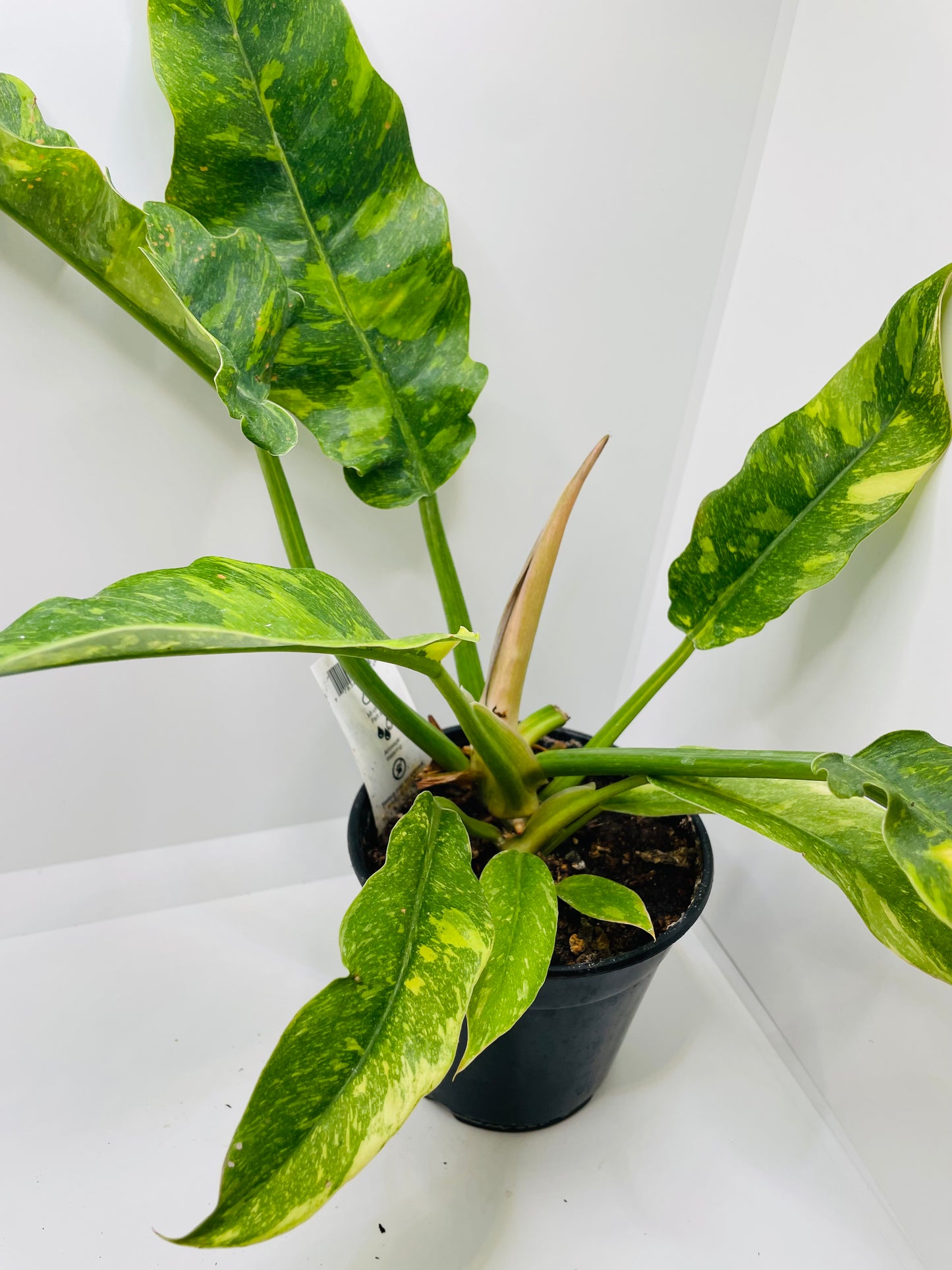 Philodendron Ring of Fire