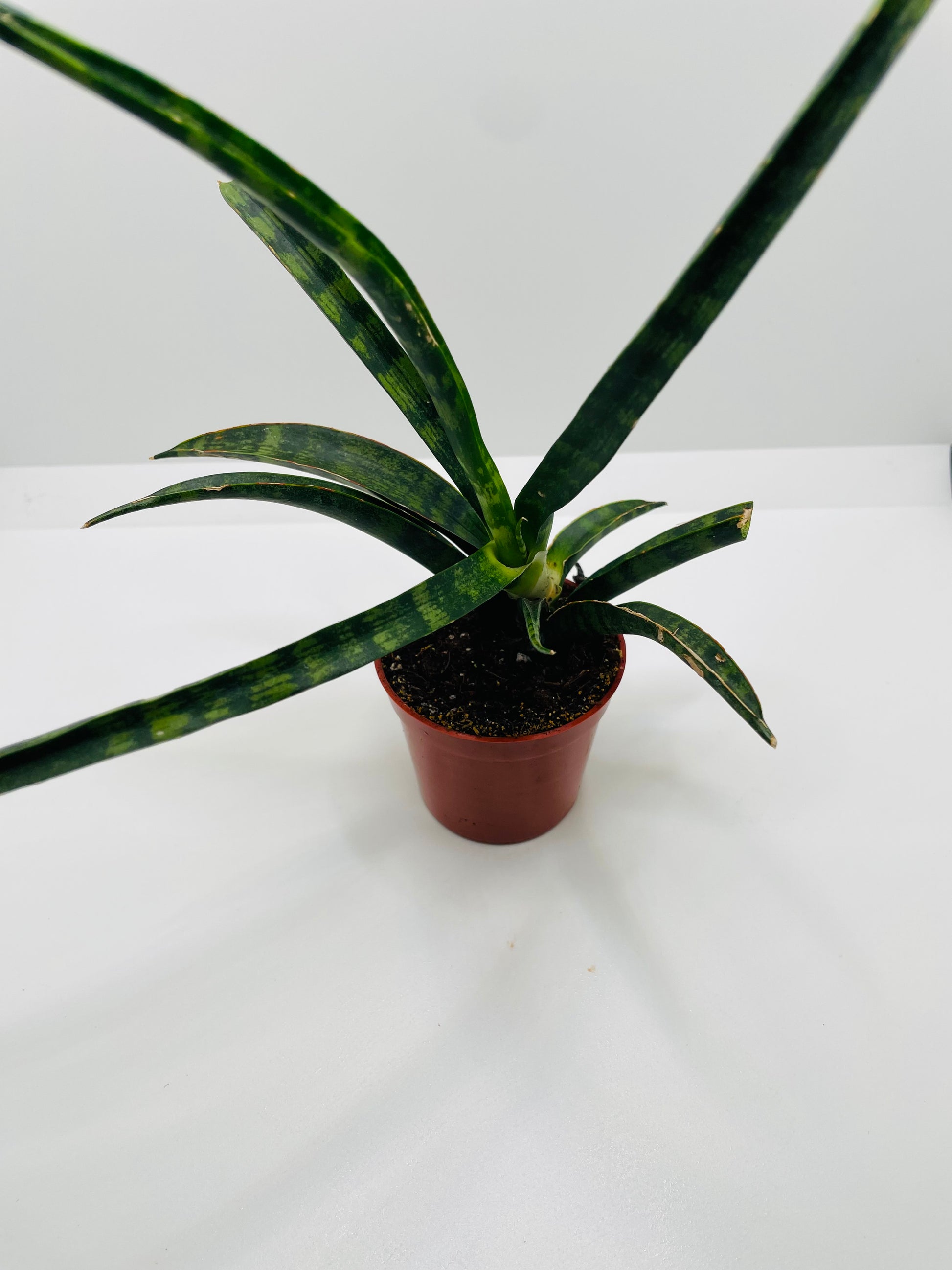la sansevieria Sansevieria Fernwood Natural Shape – La Petite Serre