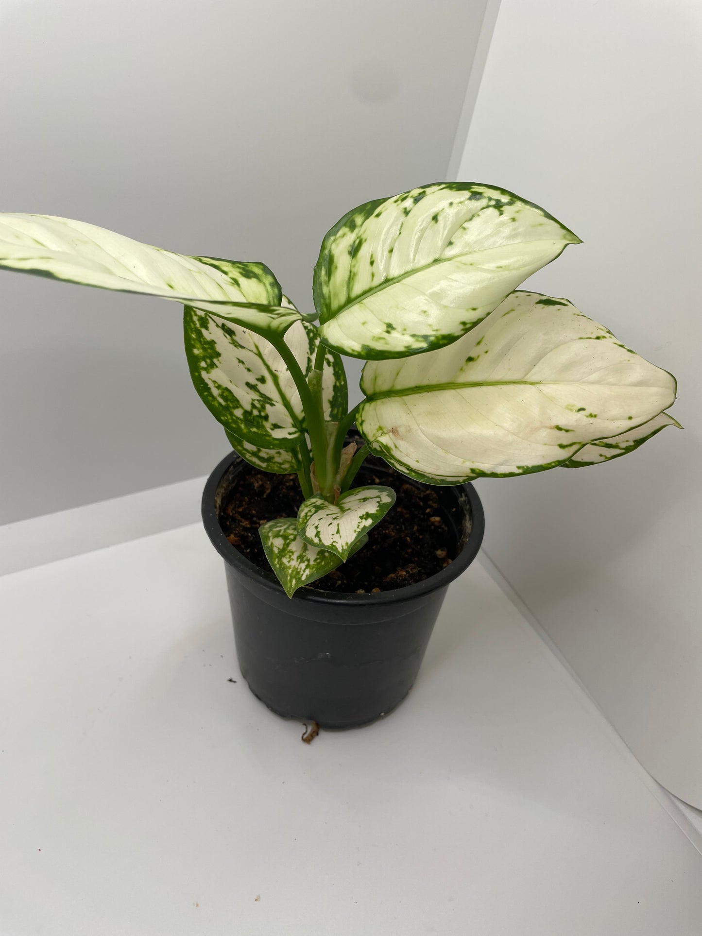 Aglaonema Super White