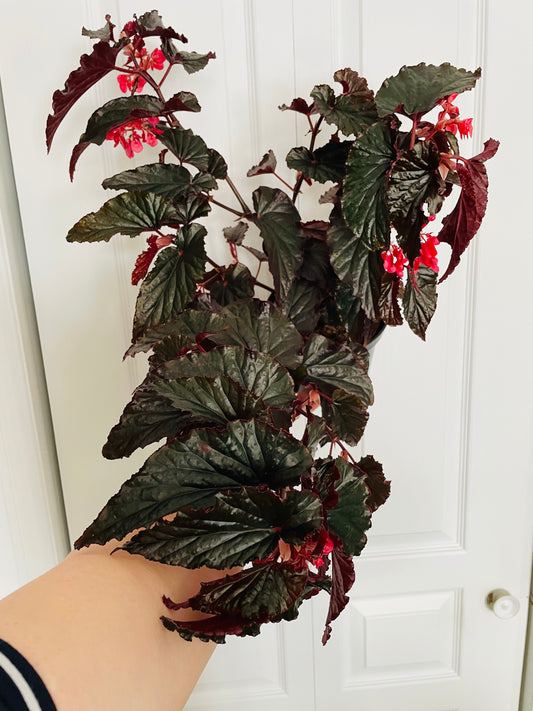 Begonia Black Magic 6” pot