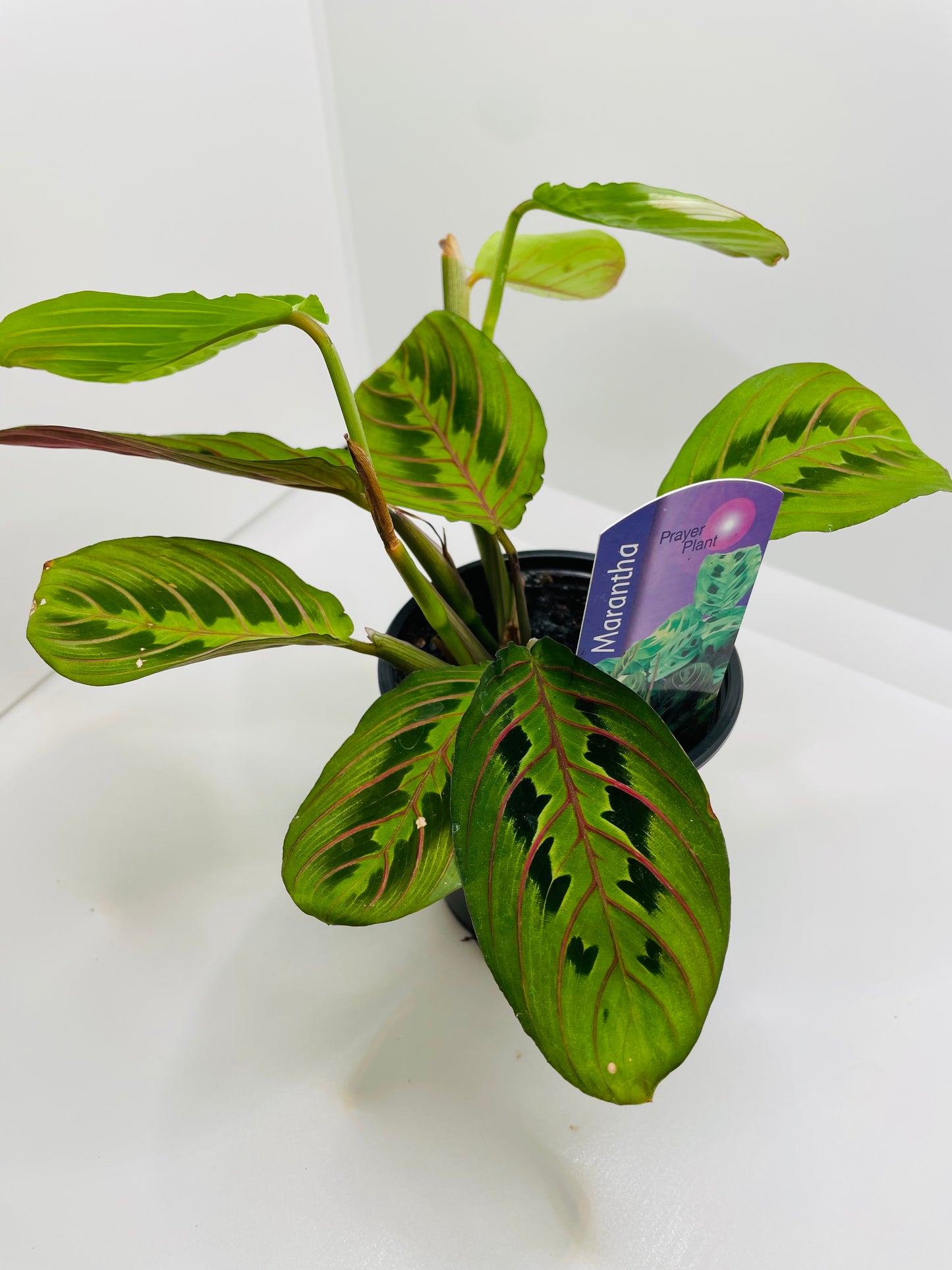 Maranta