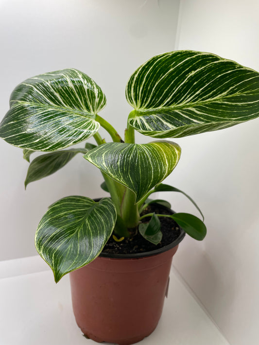 Philodendron Birkin