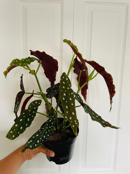 Begonia Maculata 6” pot