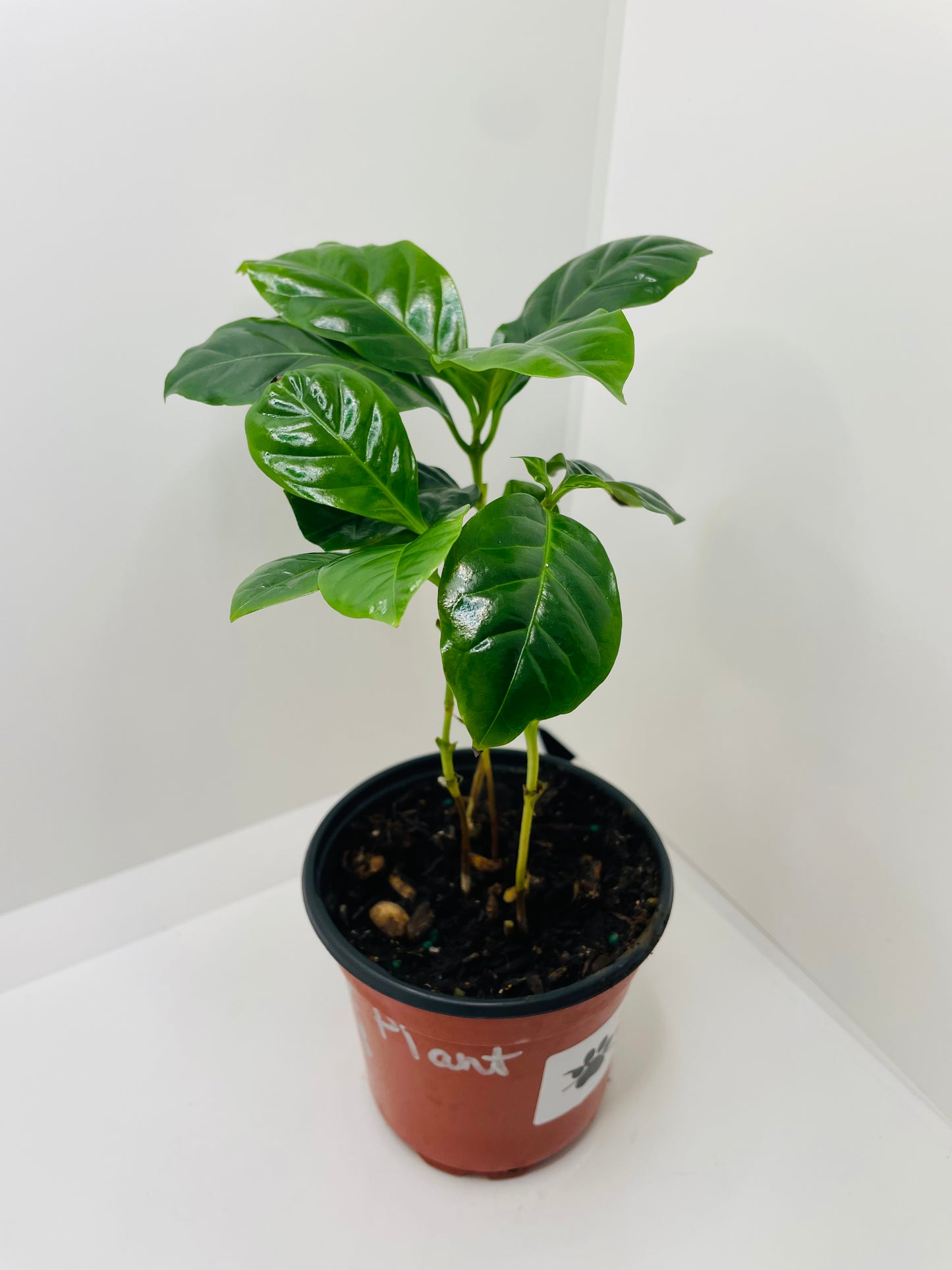 Coffee plant