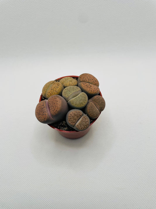 Lithops Living Stones 3” pot