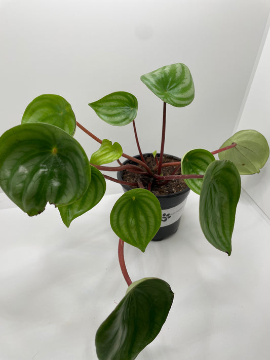 Peperomia Watermelon