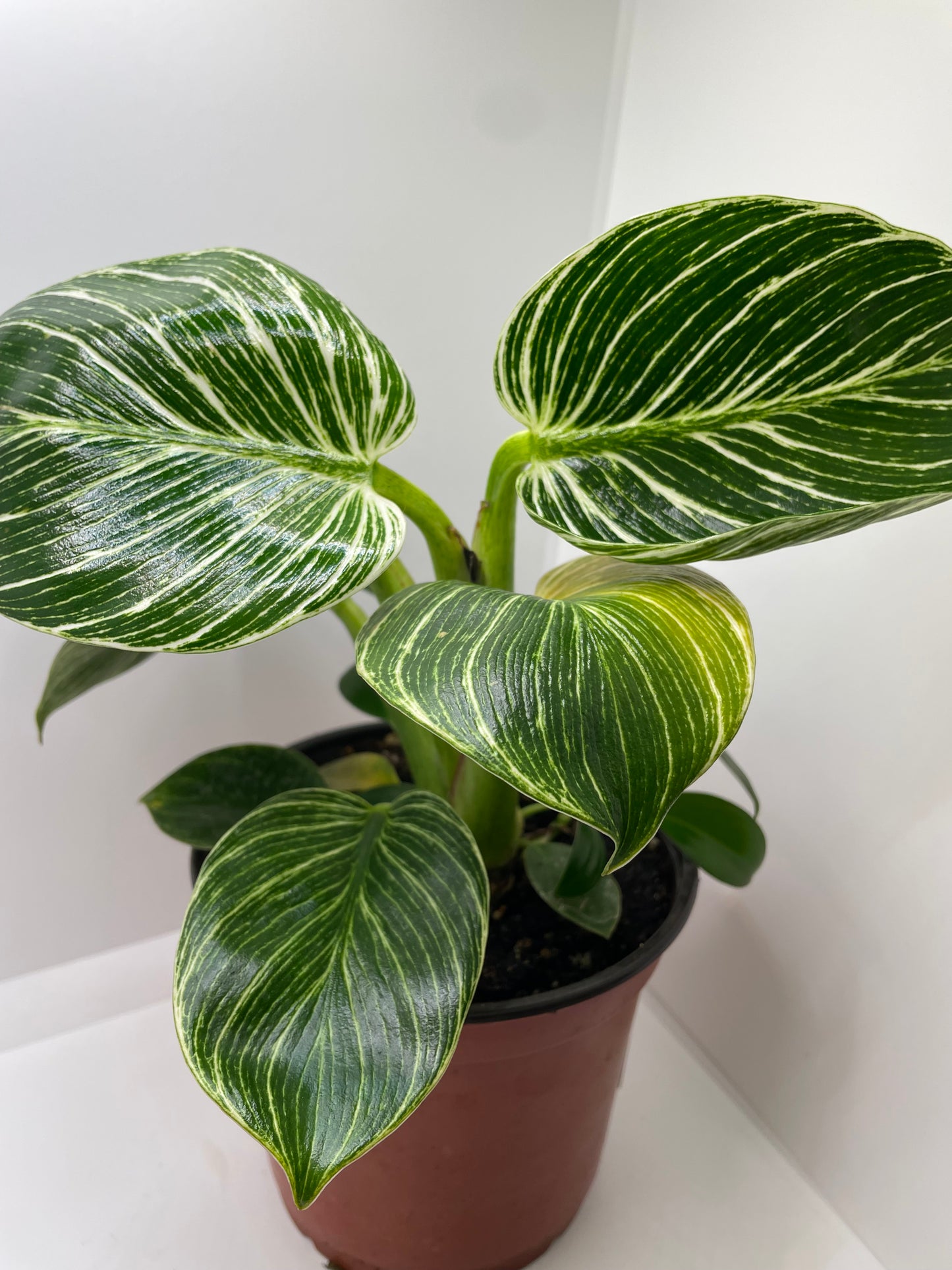 Philodendron Birkin