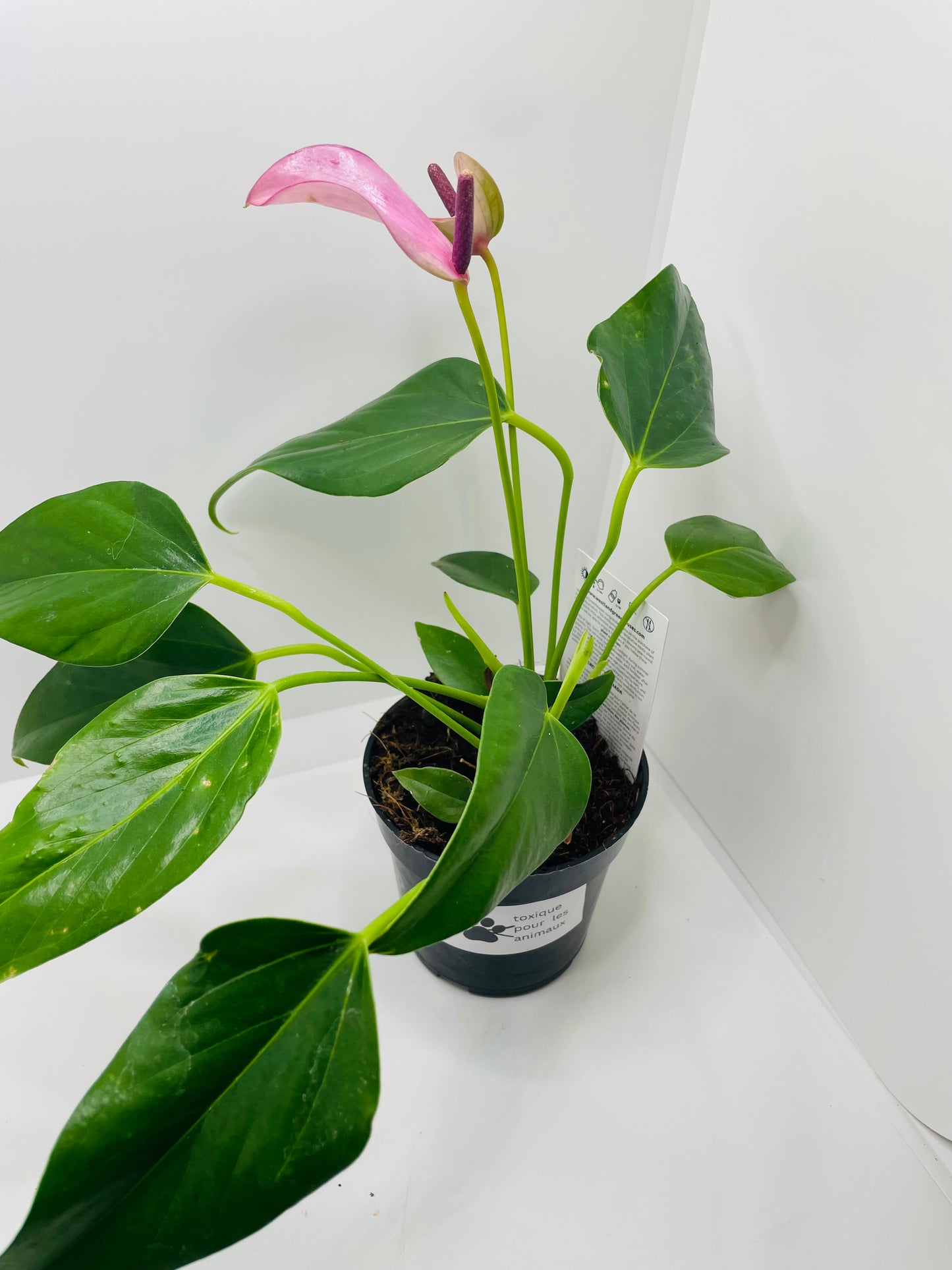 Anthurium Purple