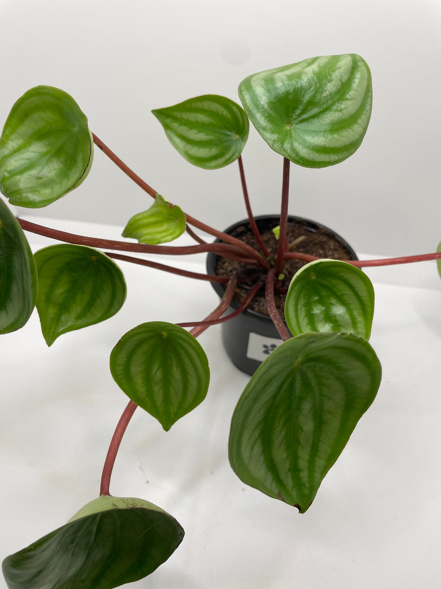 Peperomia Watermelon