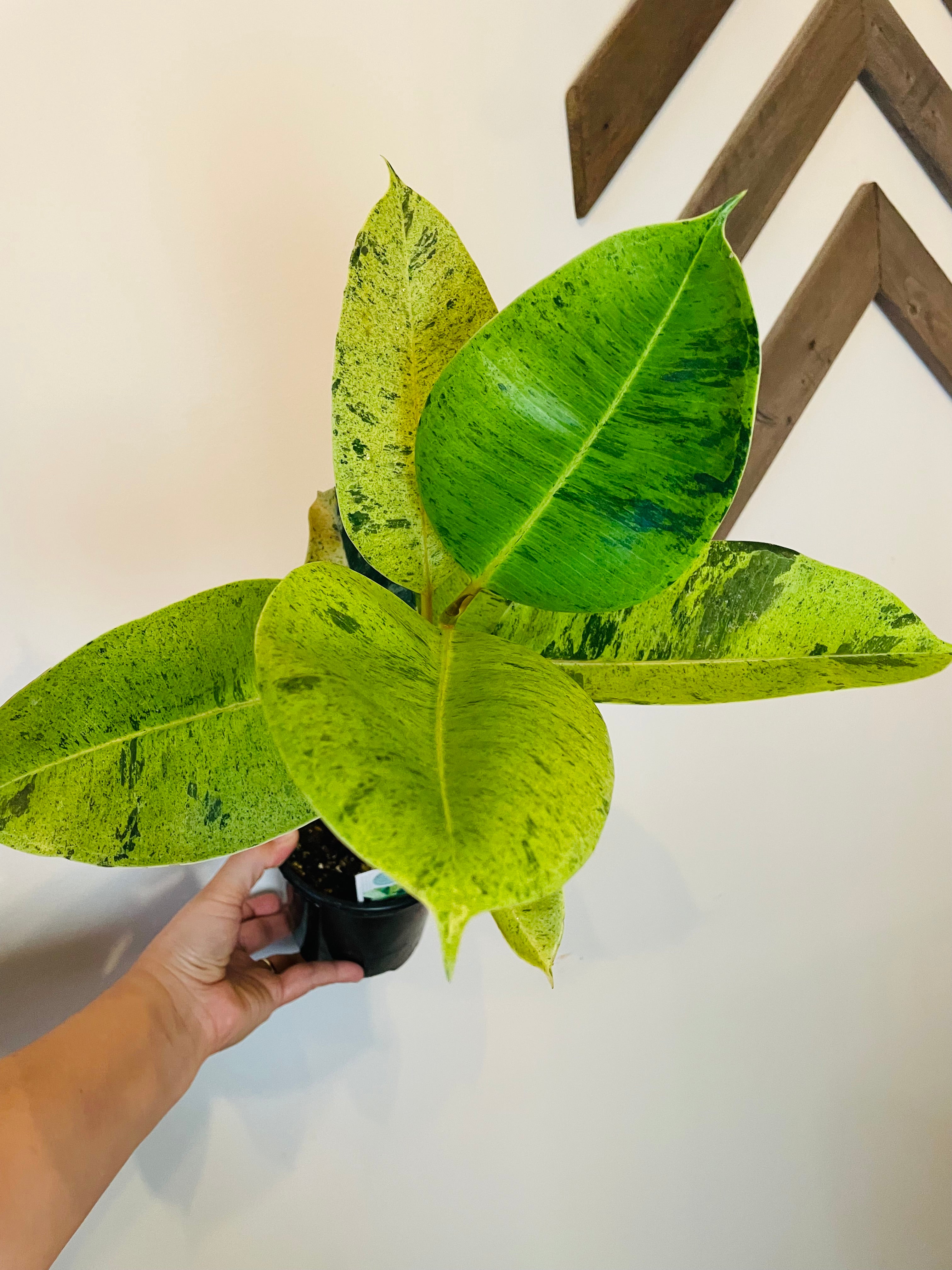Plants – La Petite Serre
