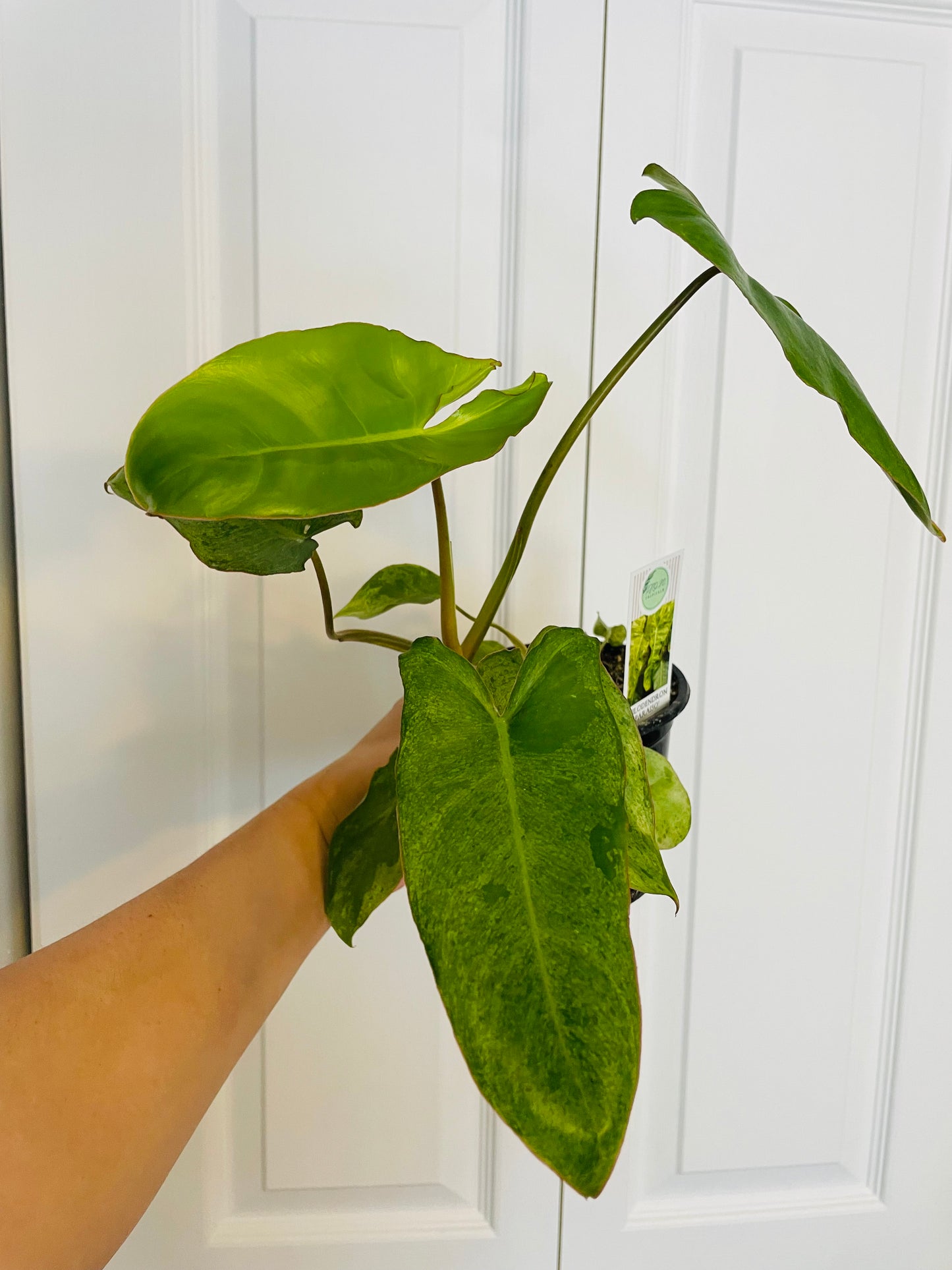 Philodendron Paraiso Verde 4” pot