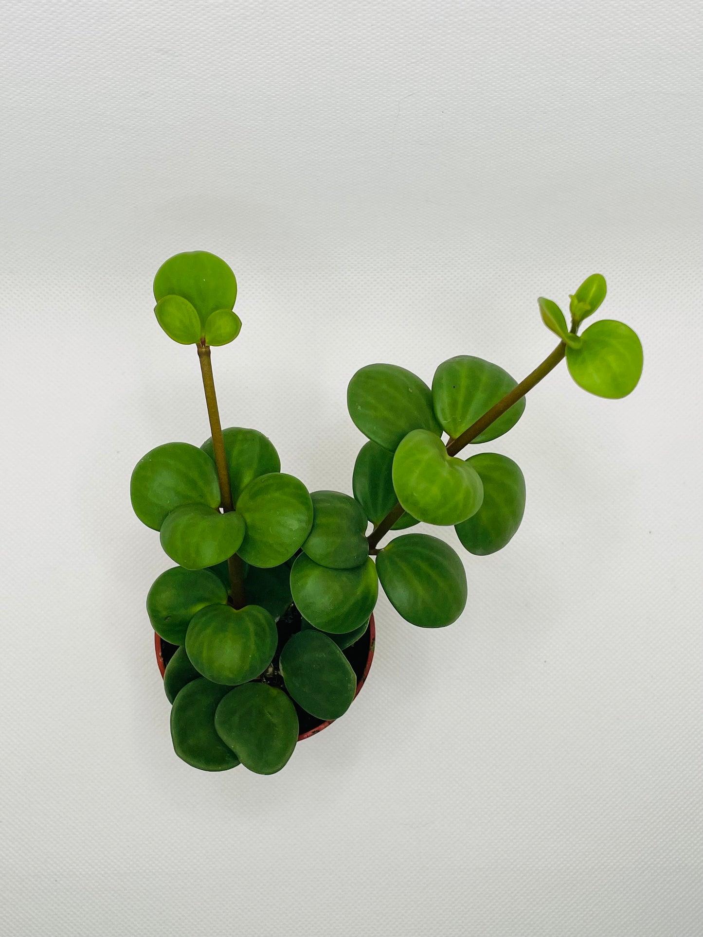 Peperomia Hope 3” pot