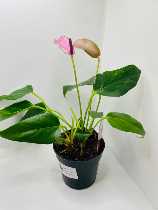 Anthurium Purple