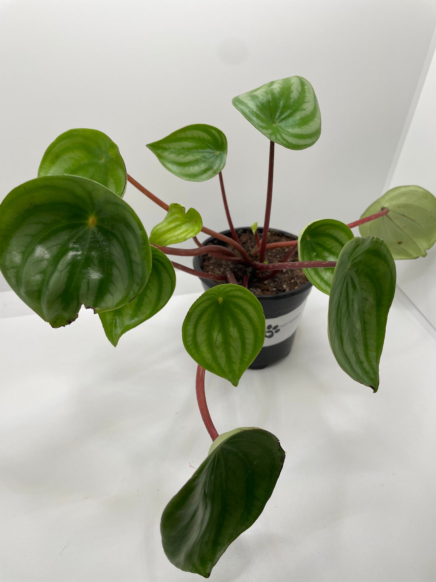 Peperomia Watermelon