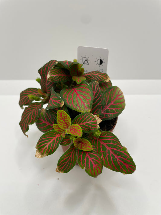 Fittonia