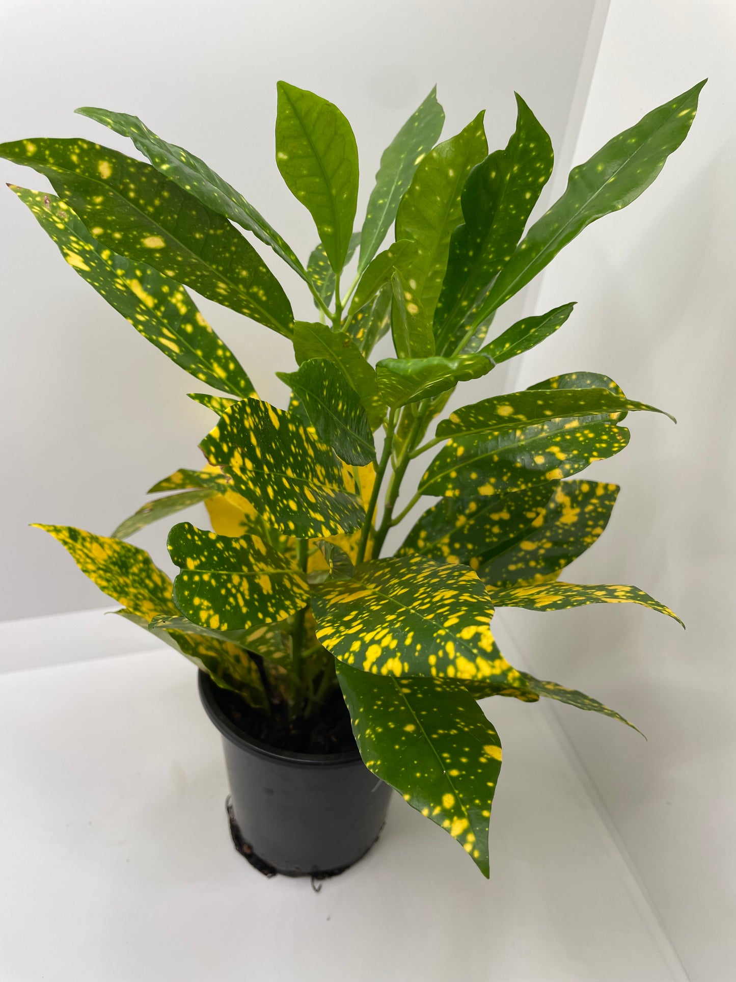 Croton