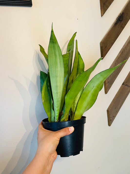 Sansevieria Moonshine