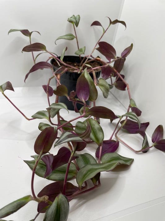 Tradescantia Zebrina