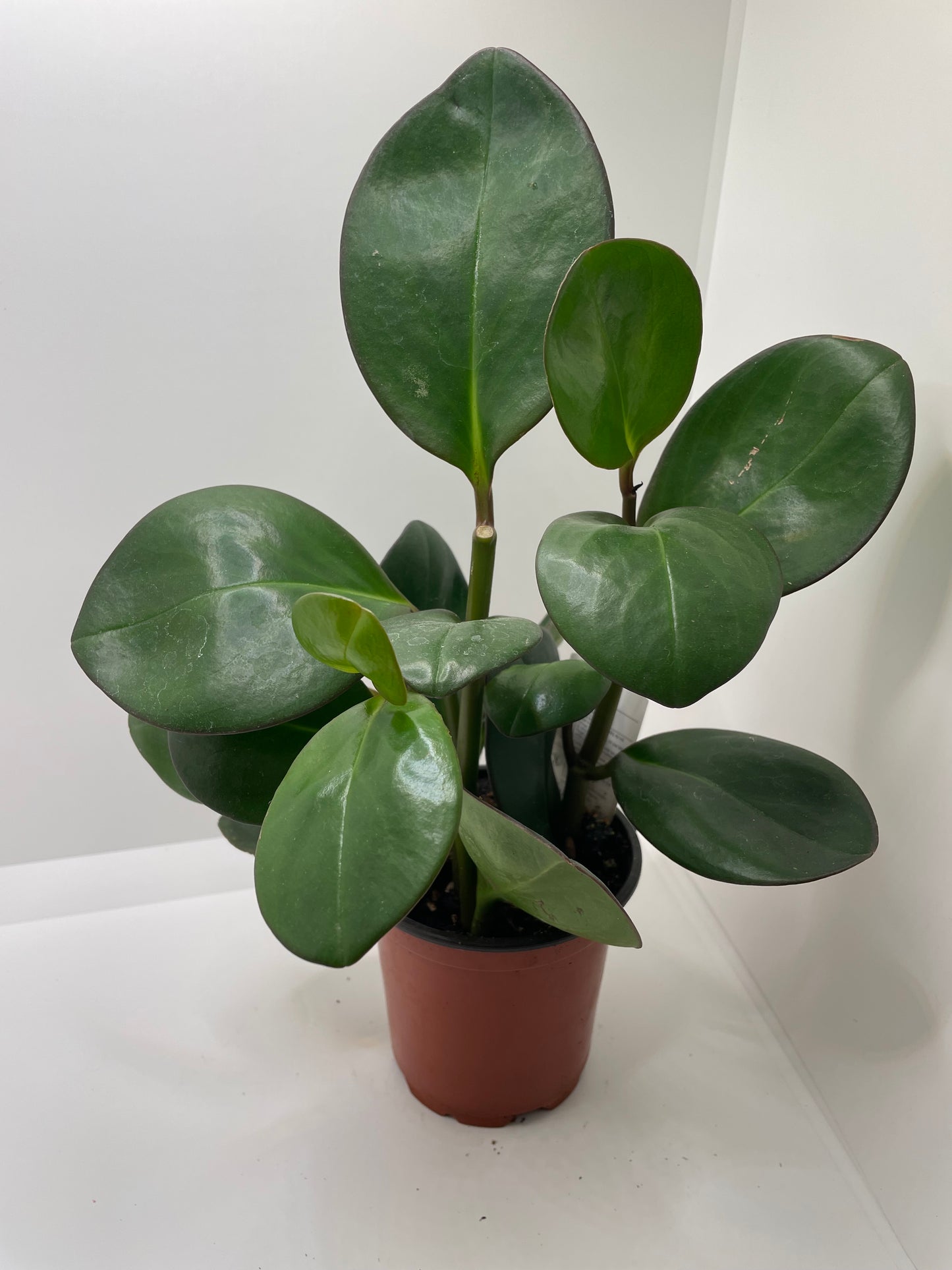 Peperomia Obtusifolia