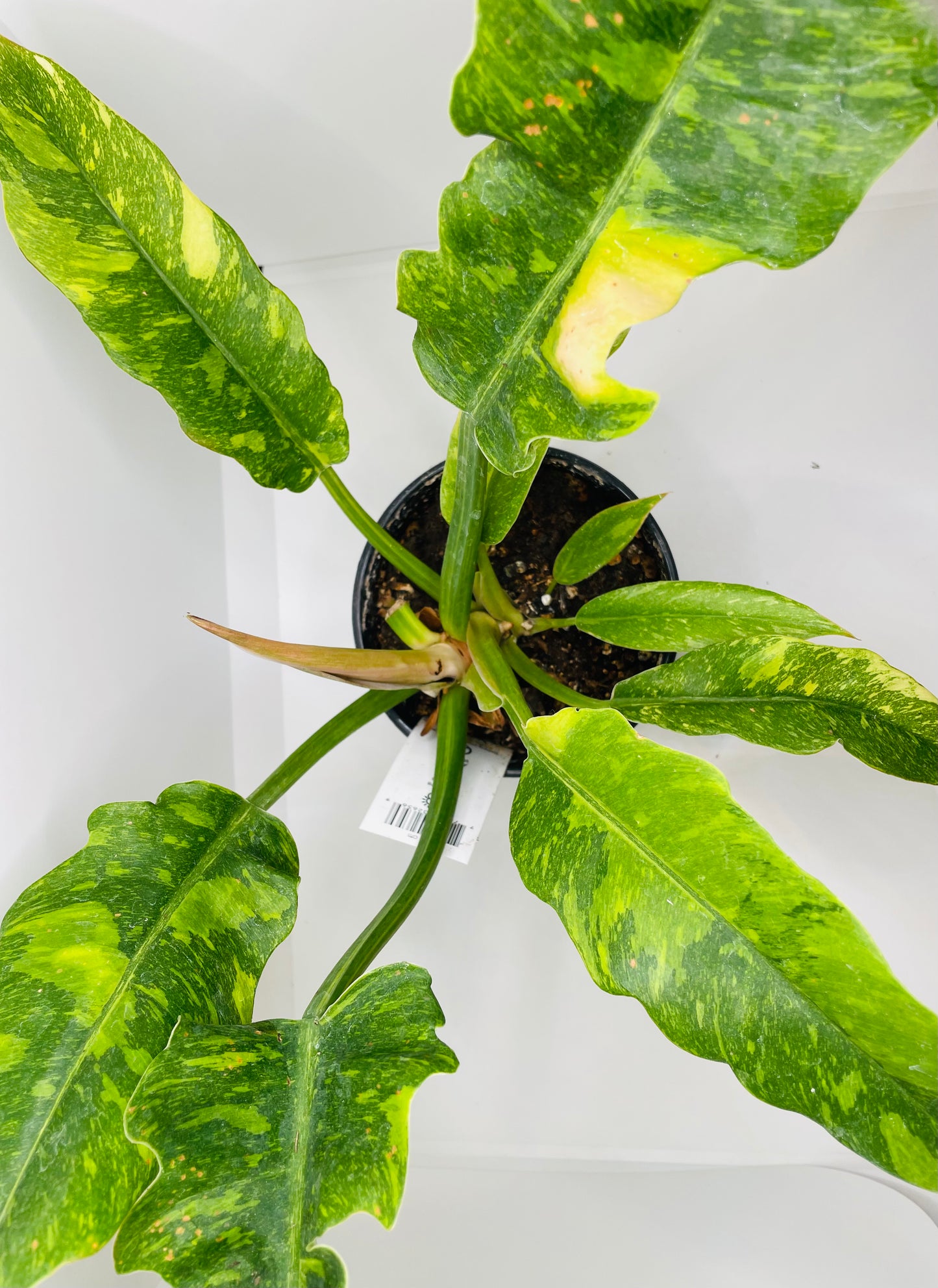 Philodendron Ring of Fire