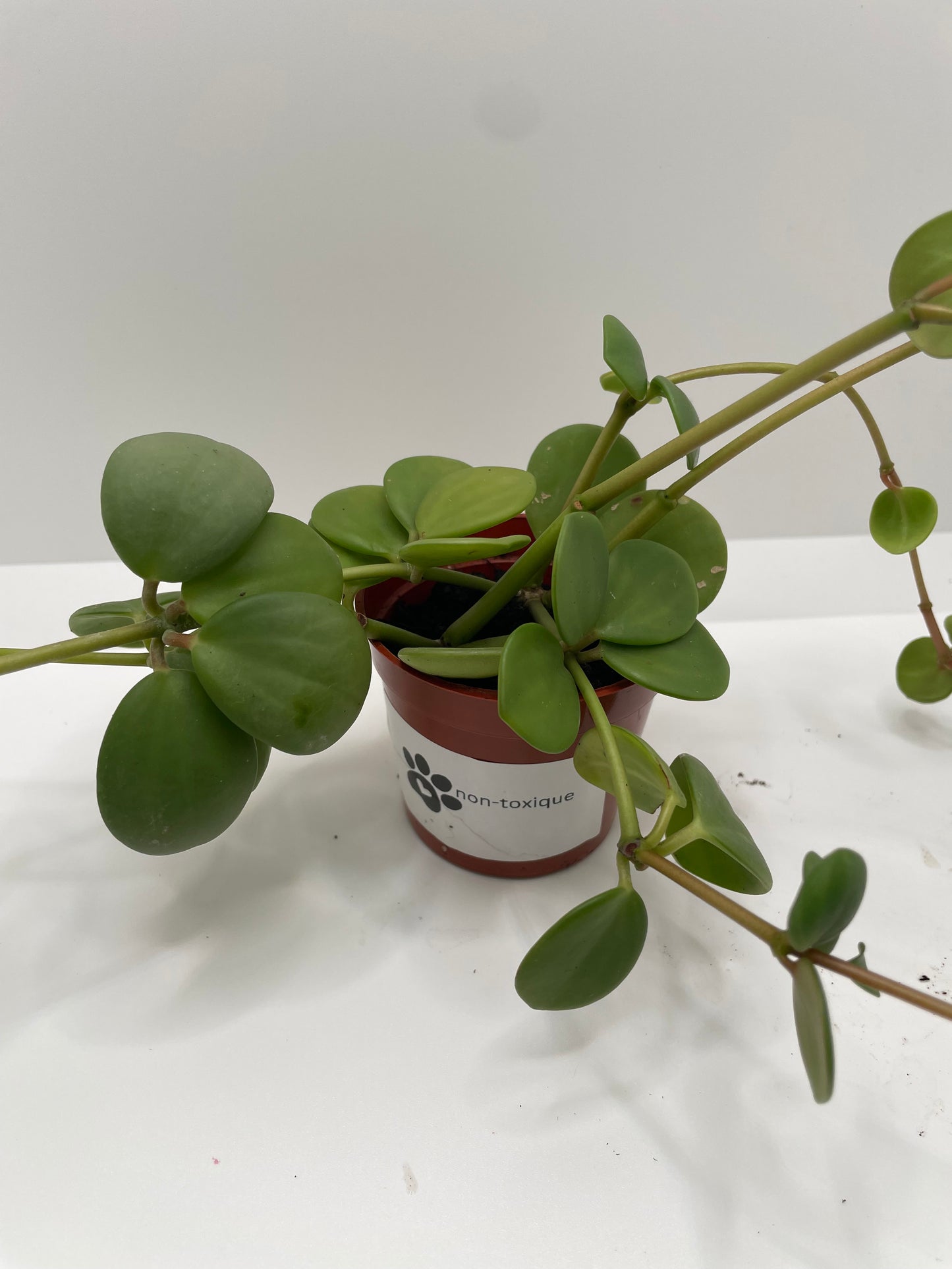 Peperomia Hope 3” pot