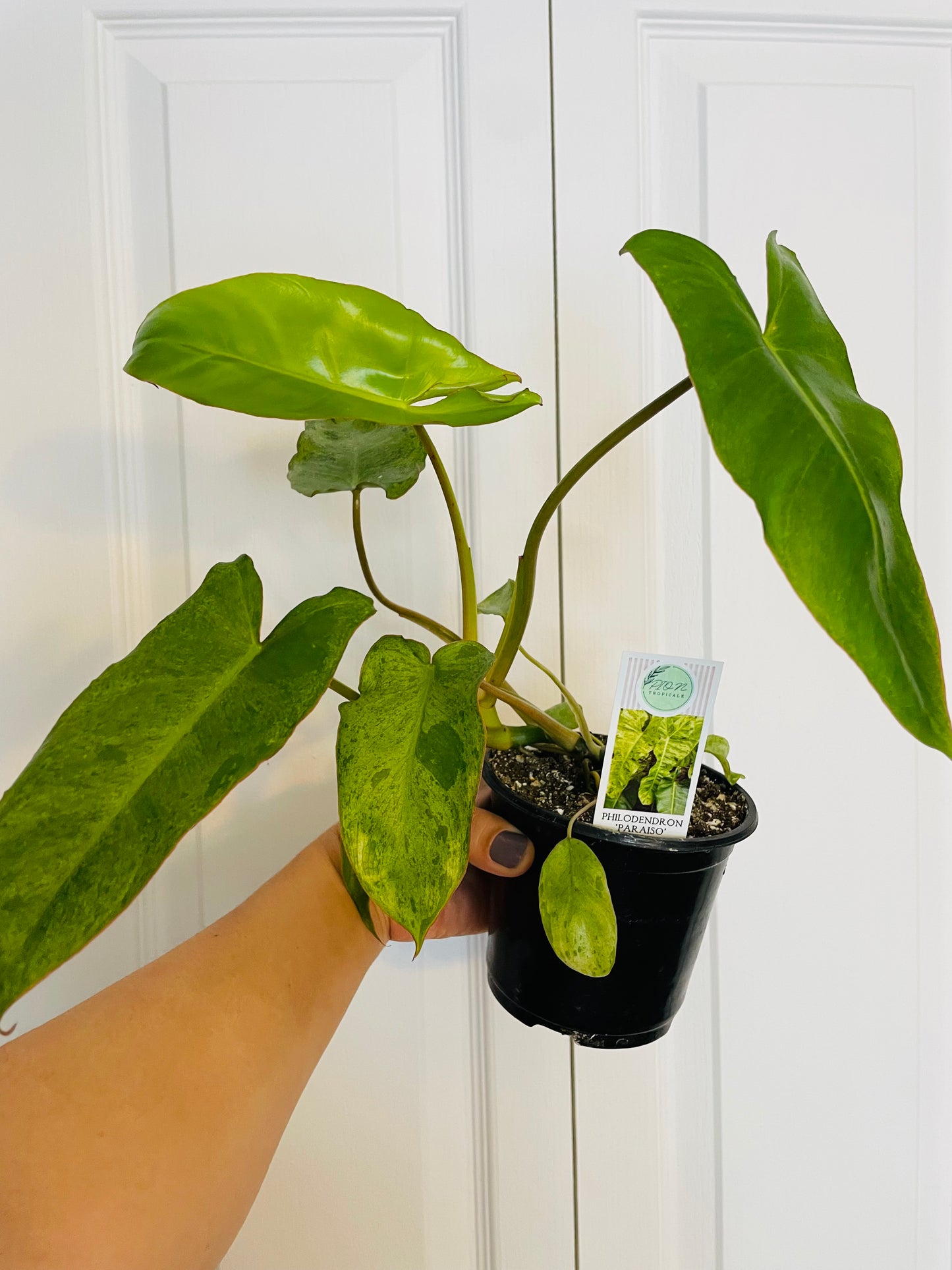 Philodendron Paraiso Verde 4” pot