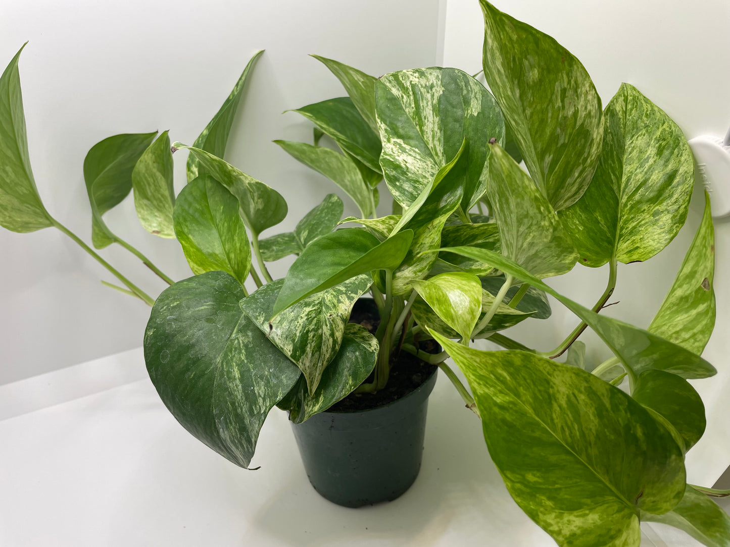 Marble Queen Pothos