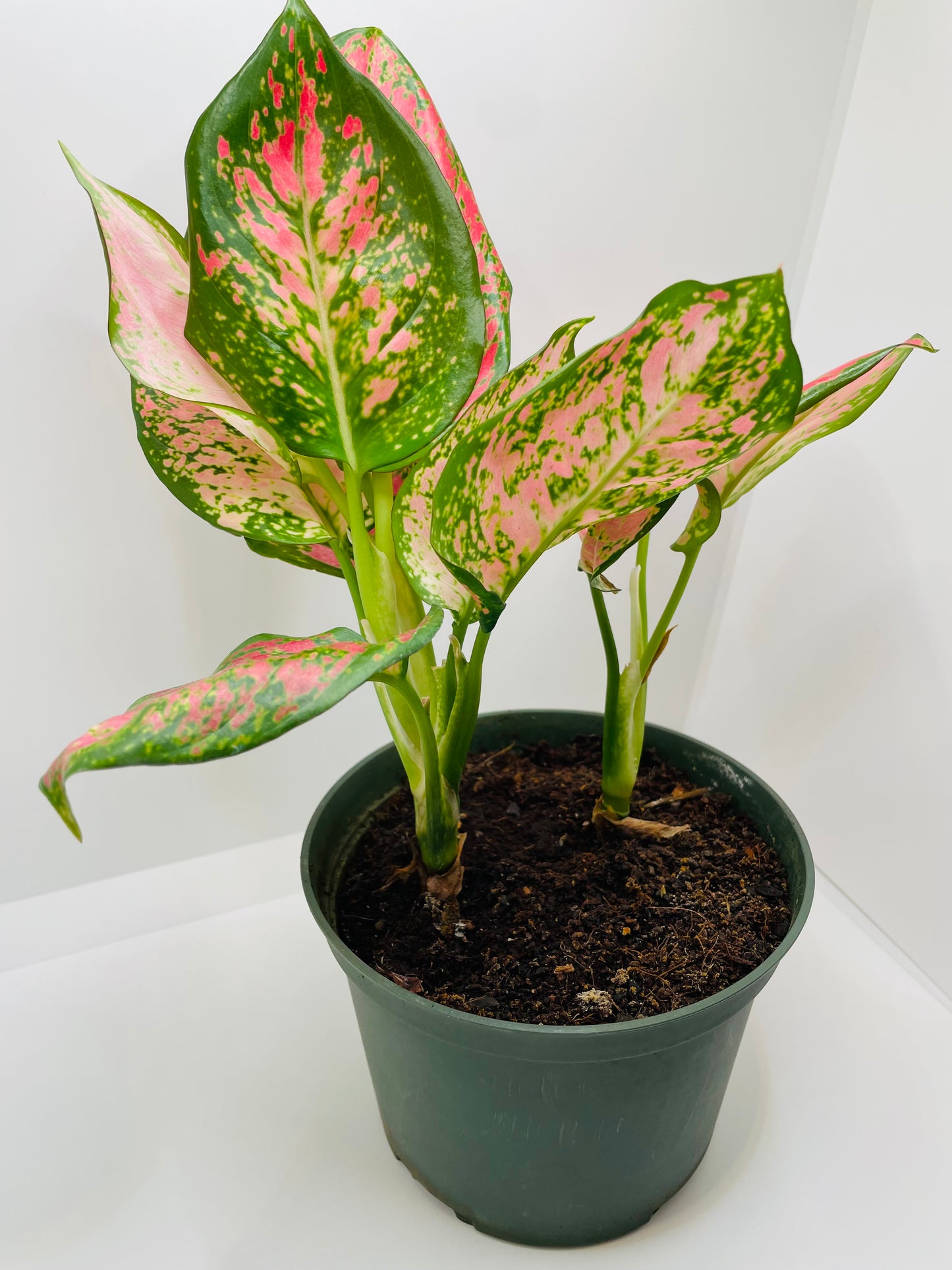 Aglaonema Red/Pink