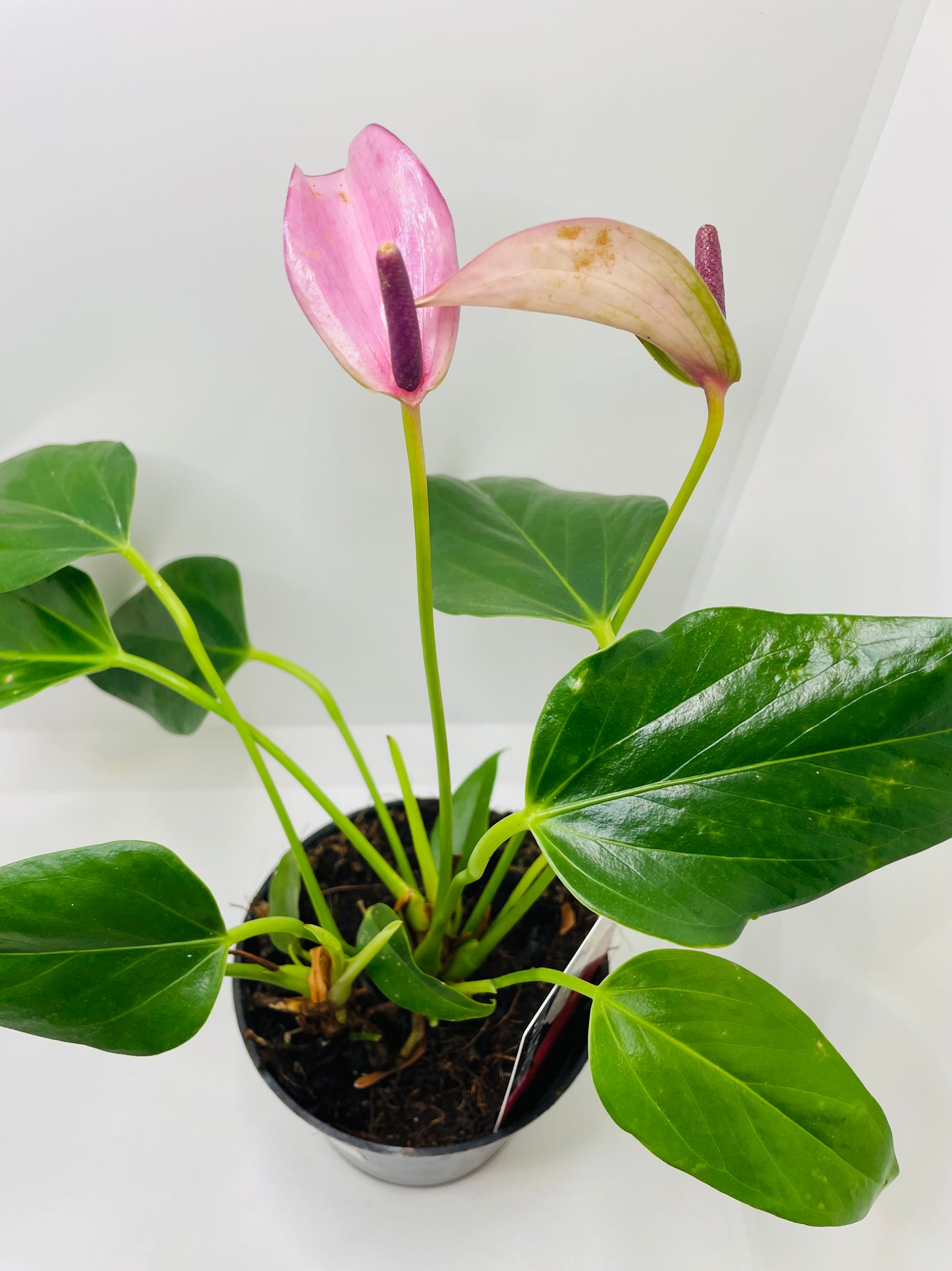 Anthurium Purple