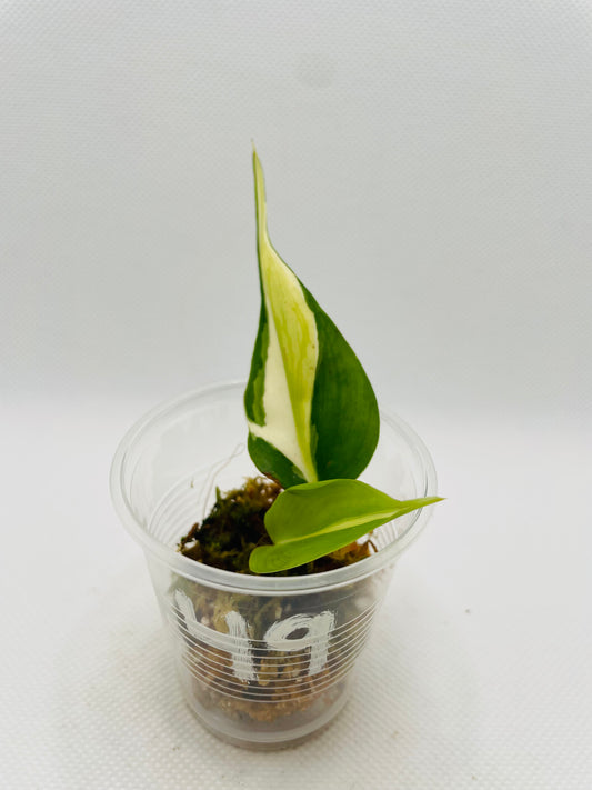 Philodendron Silver Stripe #49