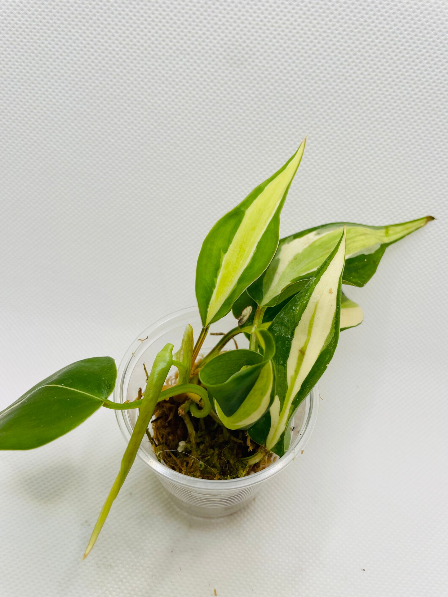 Philodendron Silver Stripe #52