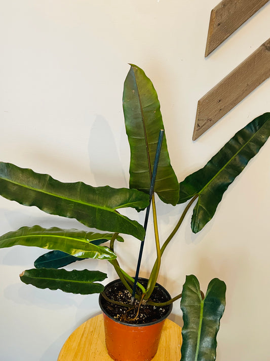 Philodendron Black Billitea