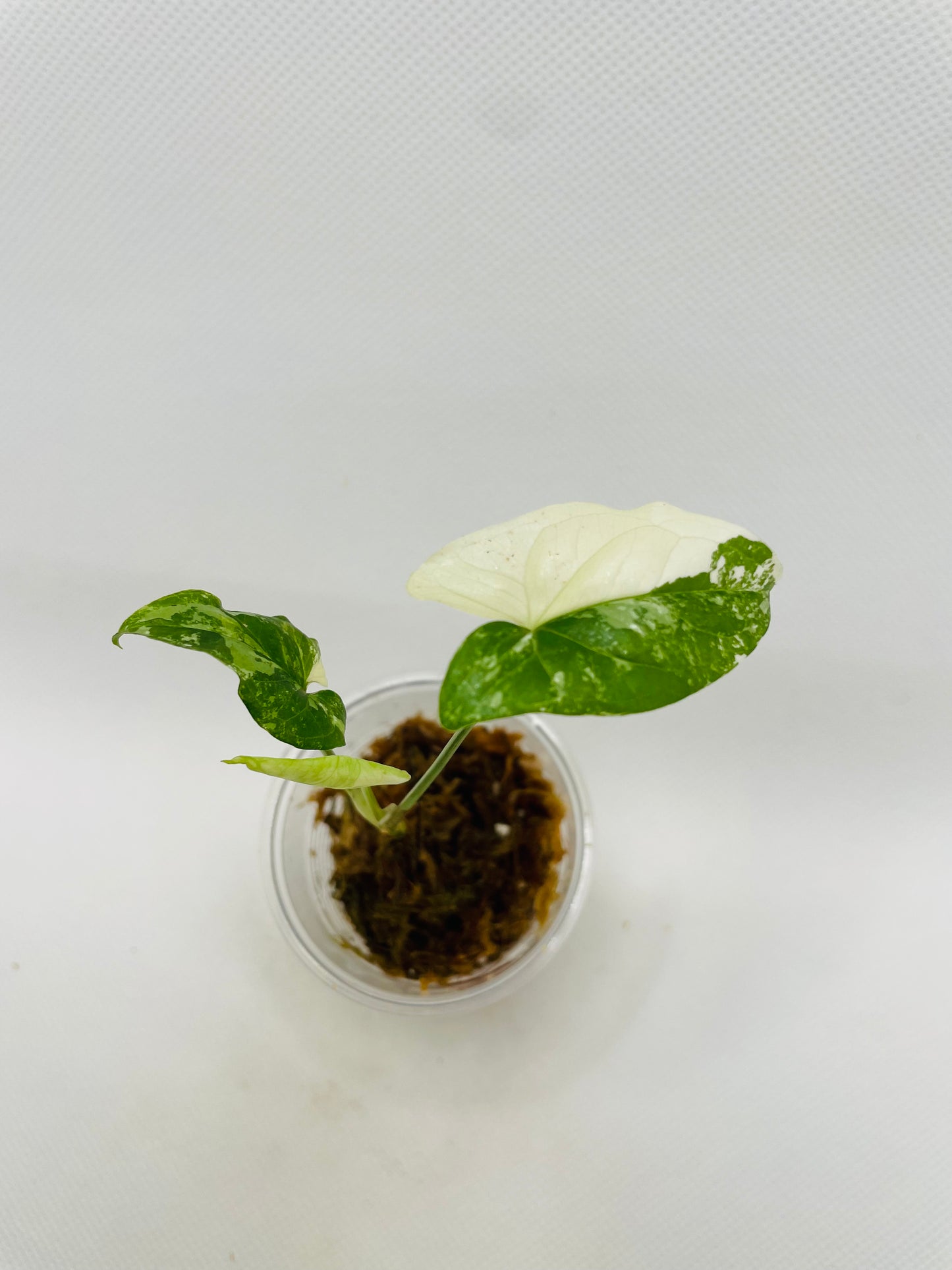 Syngonium Albo #29