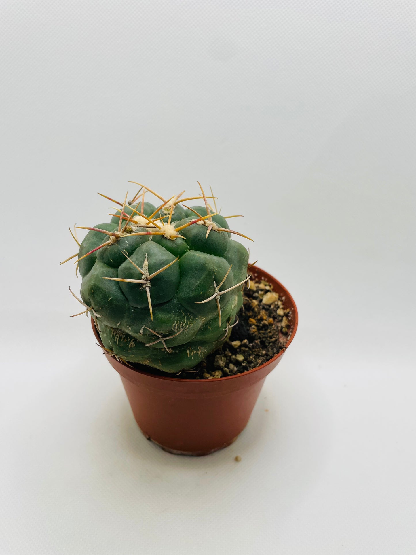 Thelocactus Rinconesis 4” pot