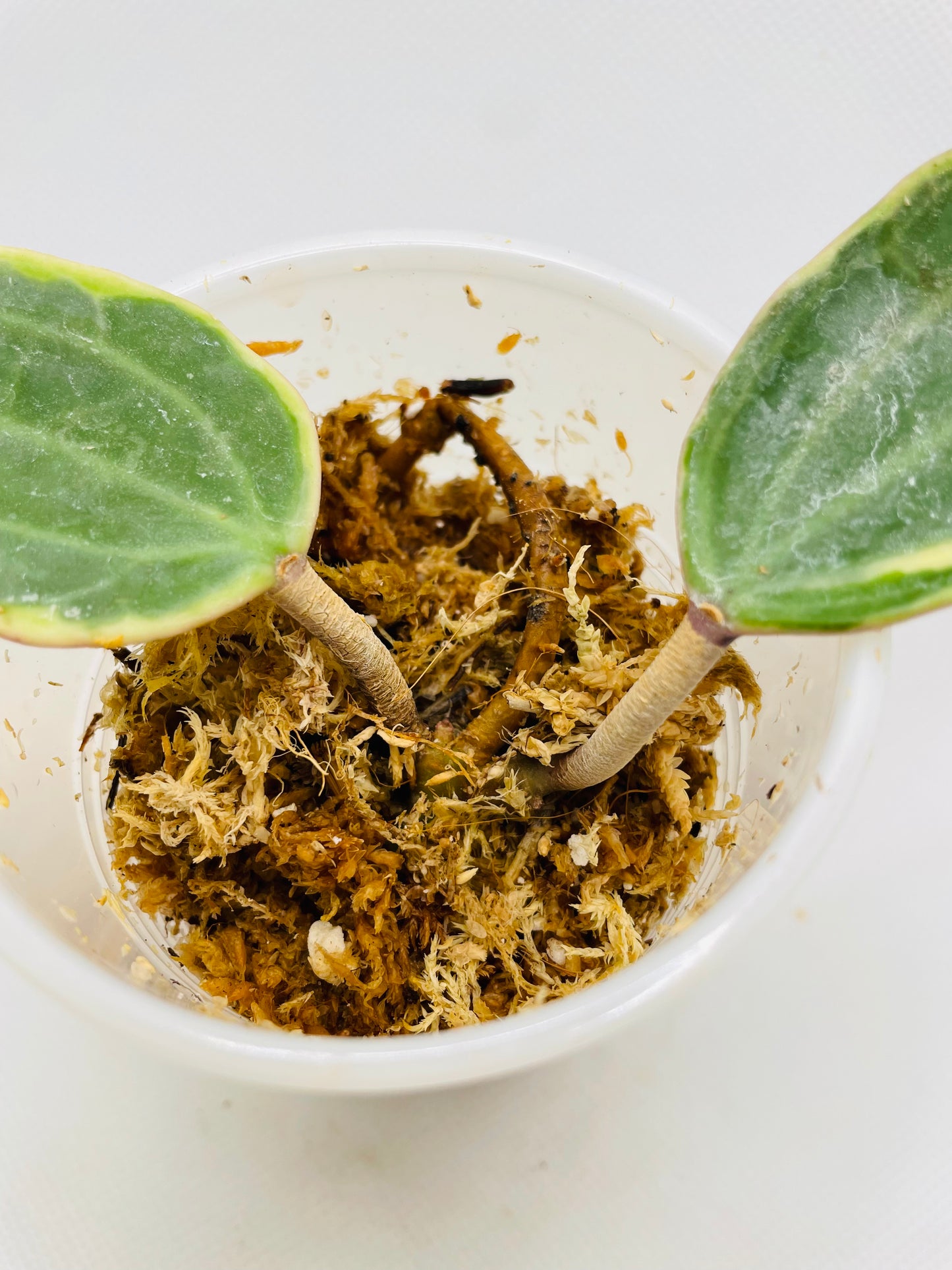 Hoya Macrophylla #70