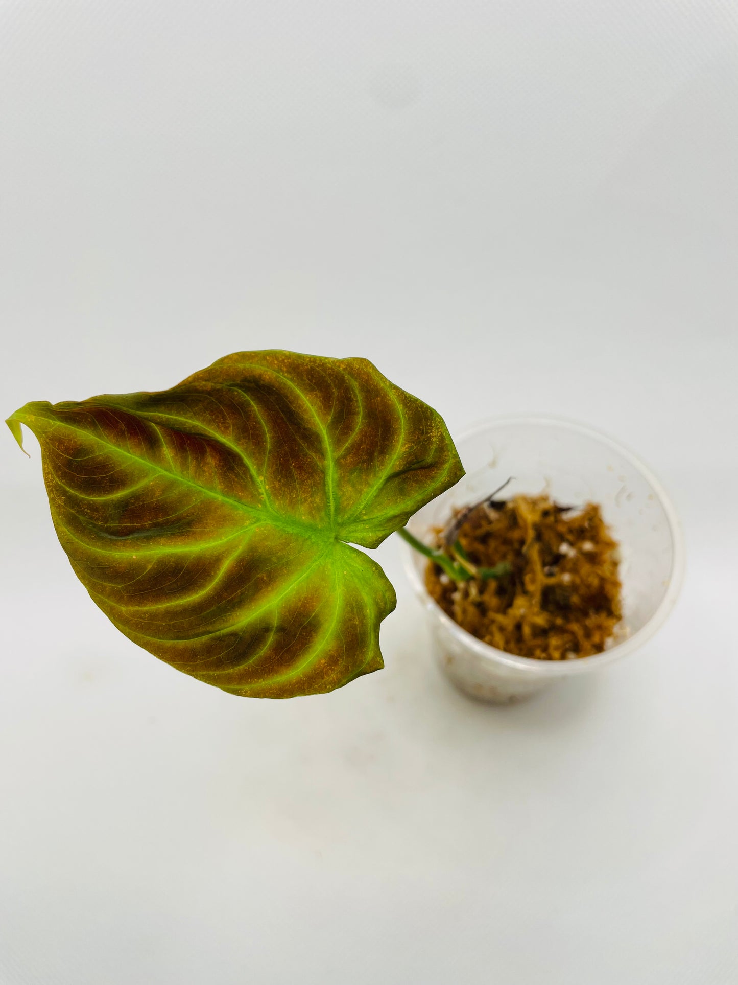 Philodendron Verrucosom #30
