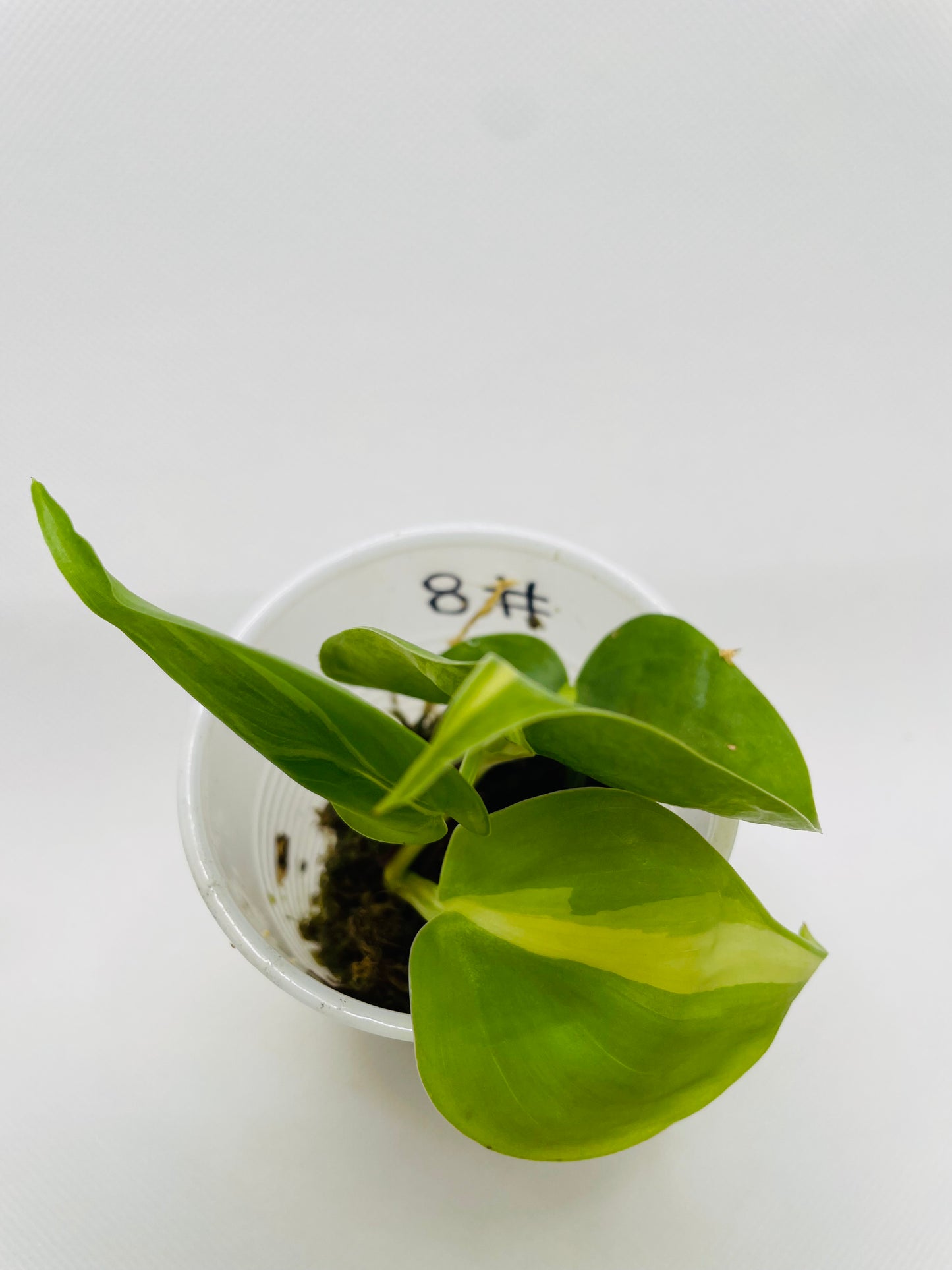 Philodendron Brazil #8